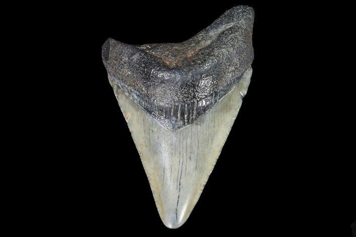 Juvenile Megalodon Tooth - Georgia #91124
